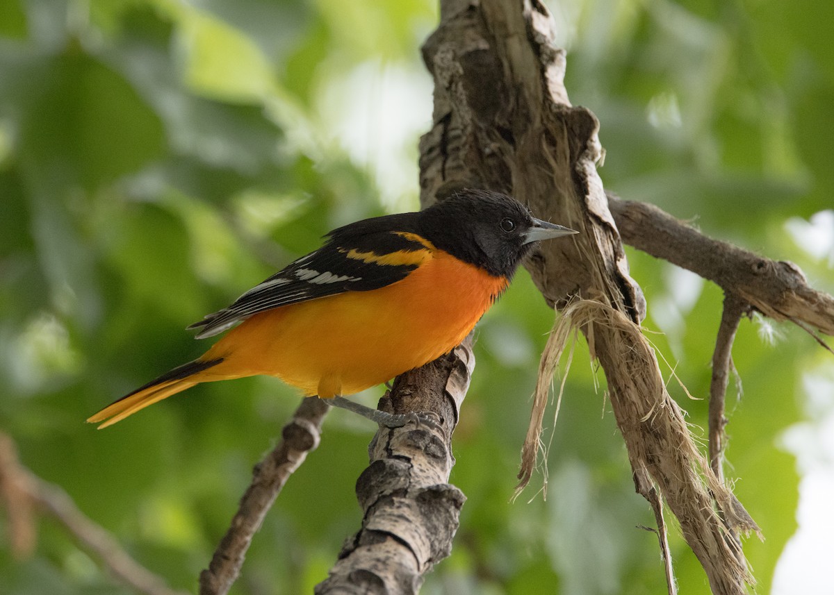 Baltimore Oriole - Jesse Kolar