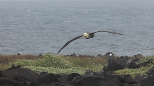 Waved Albatross - ML467387