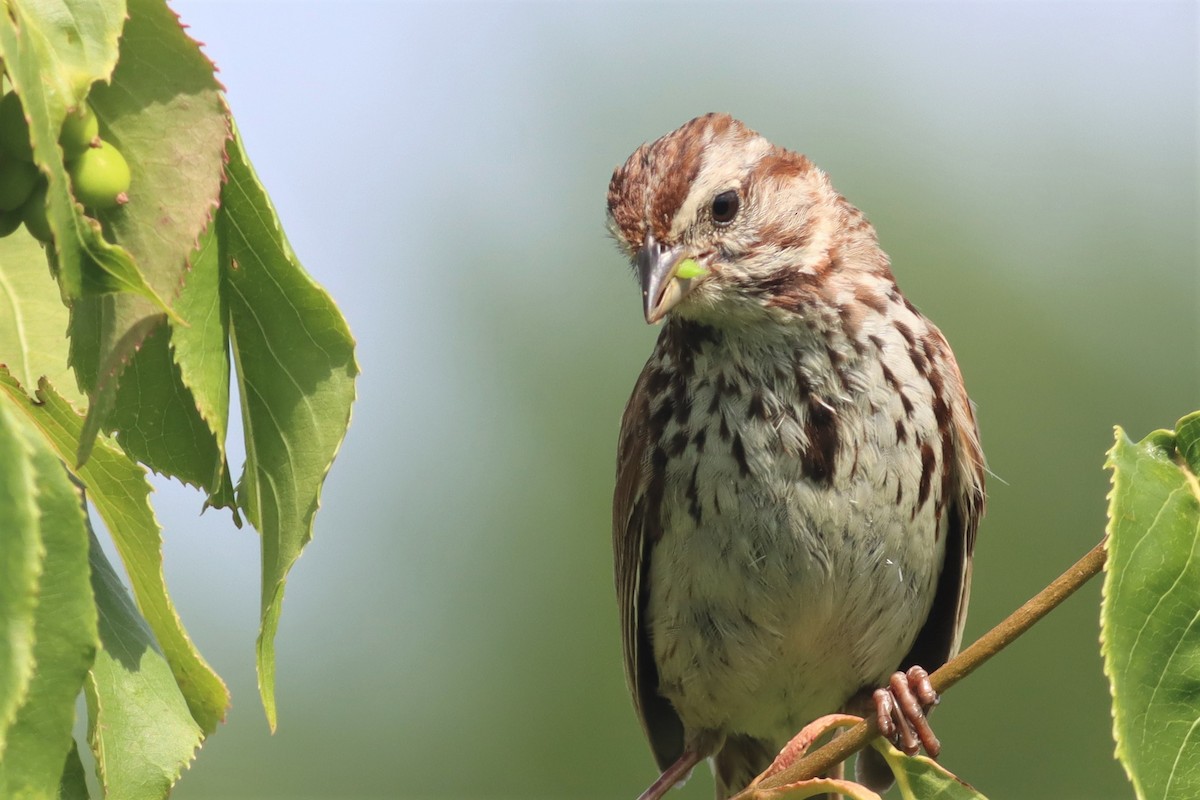 Song Sparrow - ML467387331