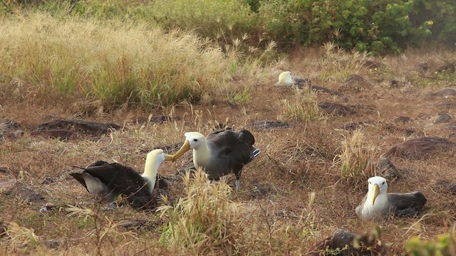 Waved Albatross - ML467389