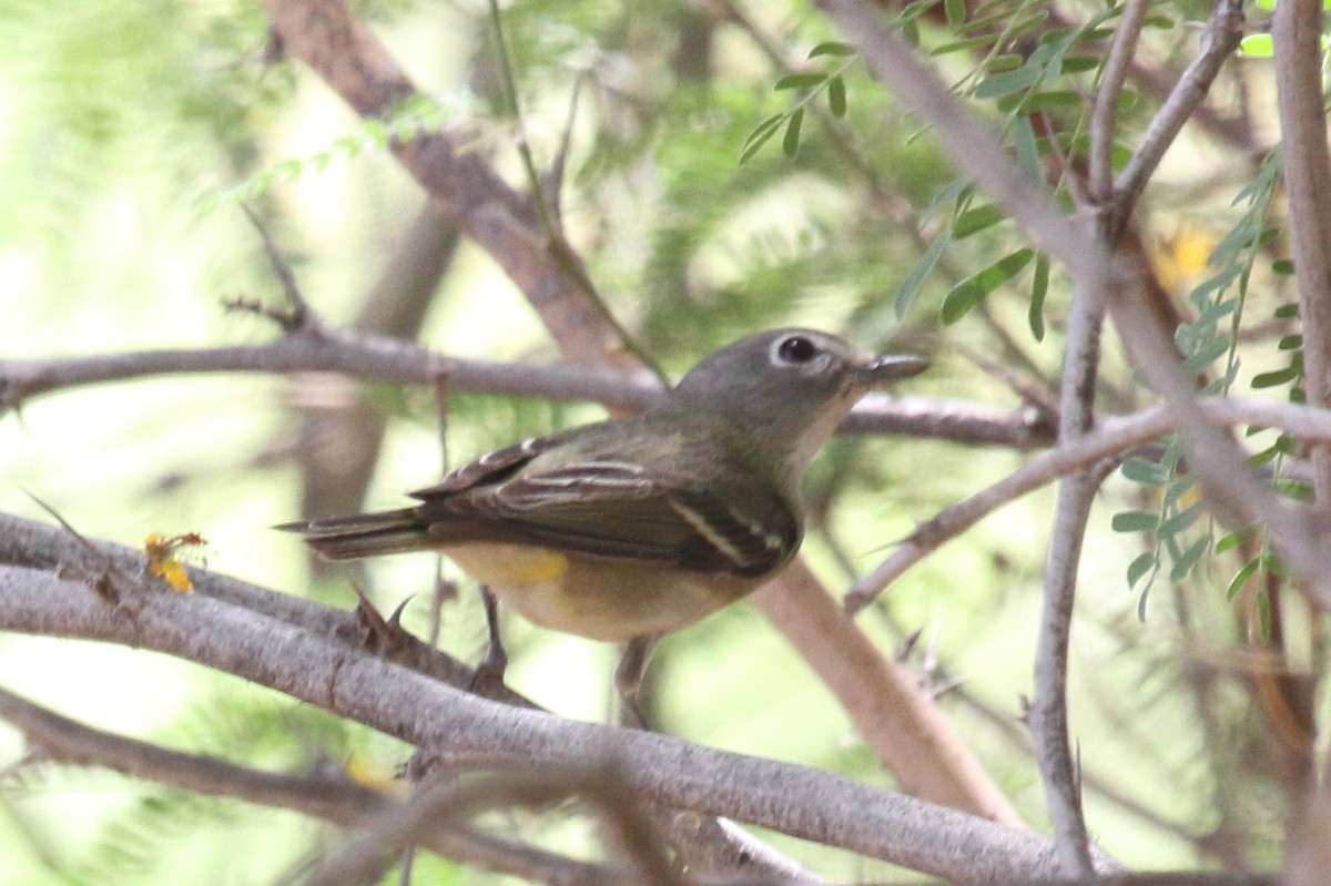 Cassin's Vireo - David Bernstein