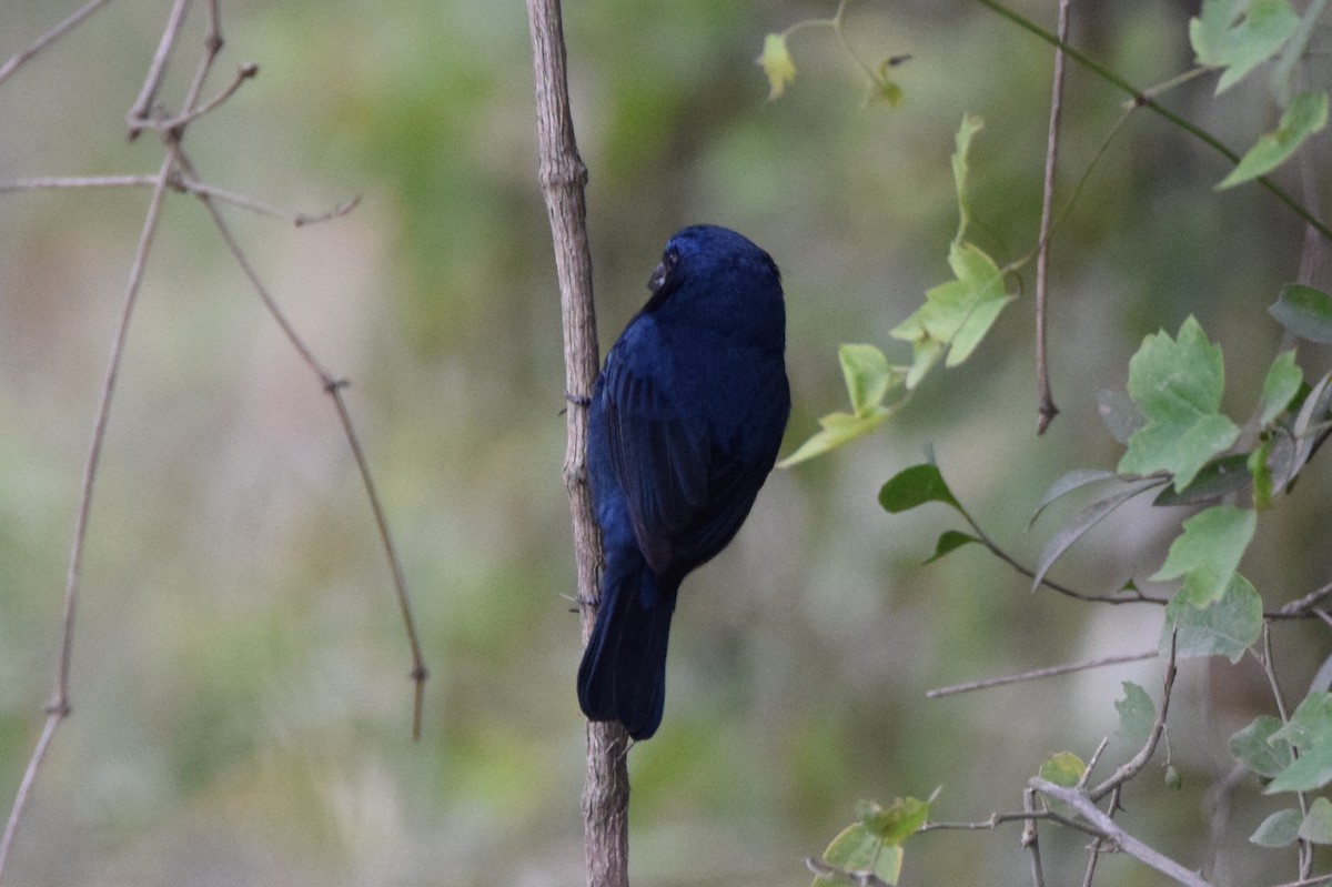 Ultramarine Grosbeak - ML467390781