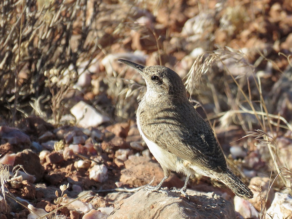 Rock Wren - Breyden Beeke