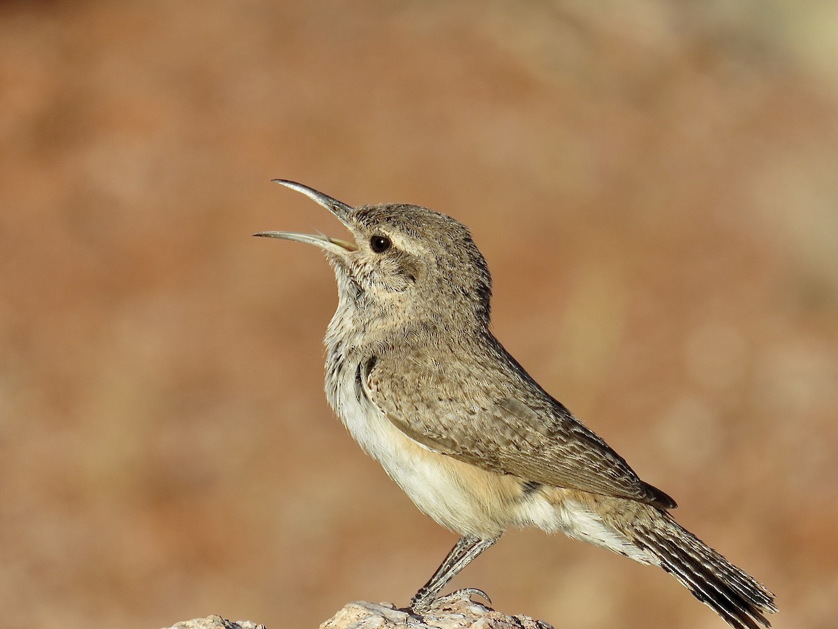 Rock Wren - ML467392101