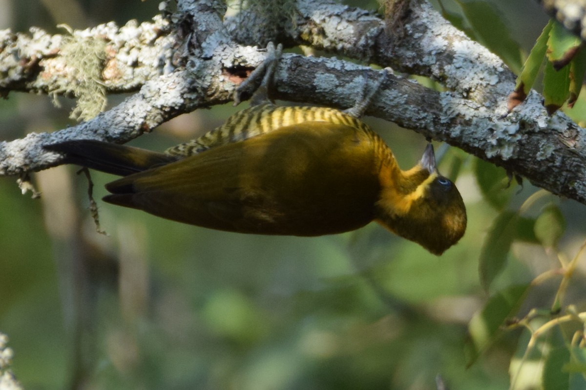 Golden-green Woodpecker - ML467393531