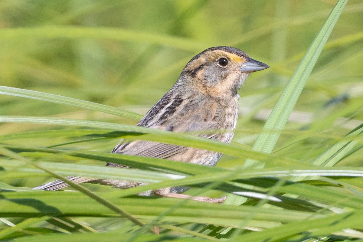 Nelson's Sparrow - ML467394041