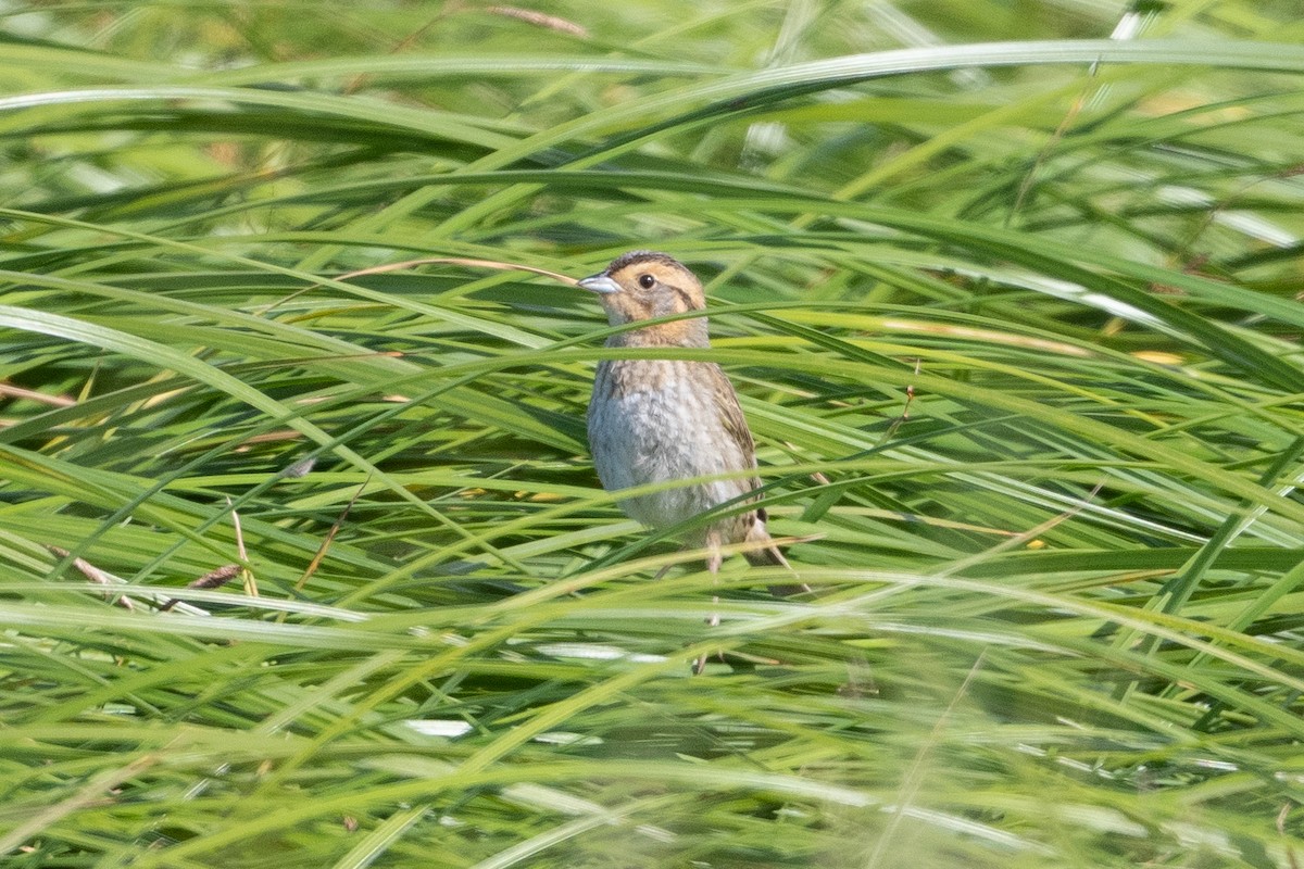 Nelson's Sparrow - ML467394071