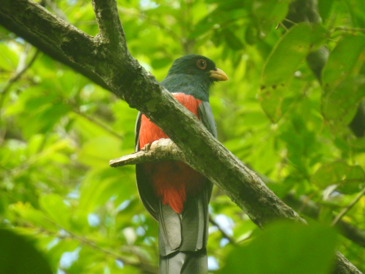 Kara Kuyruklu Trogon - ML467394721