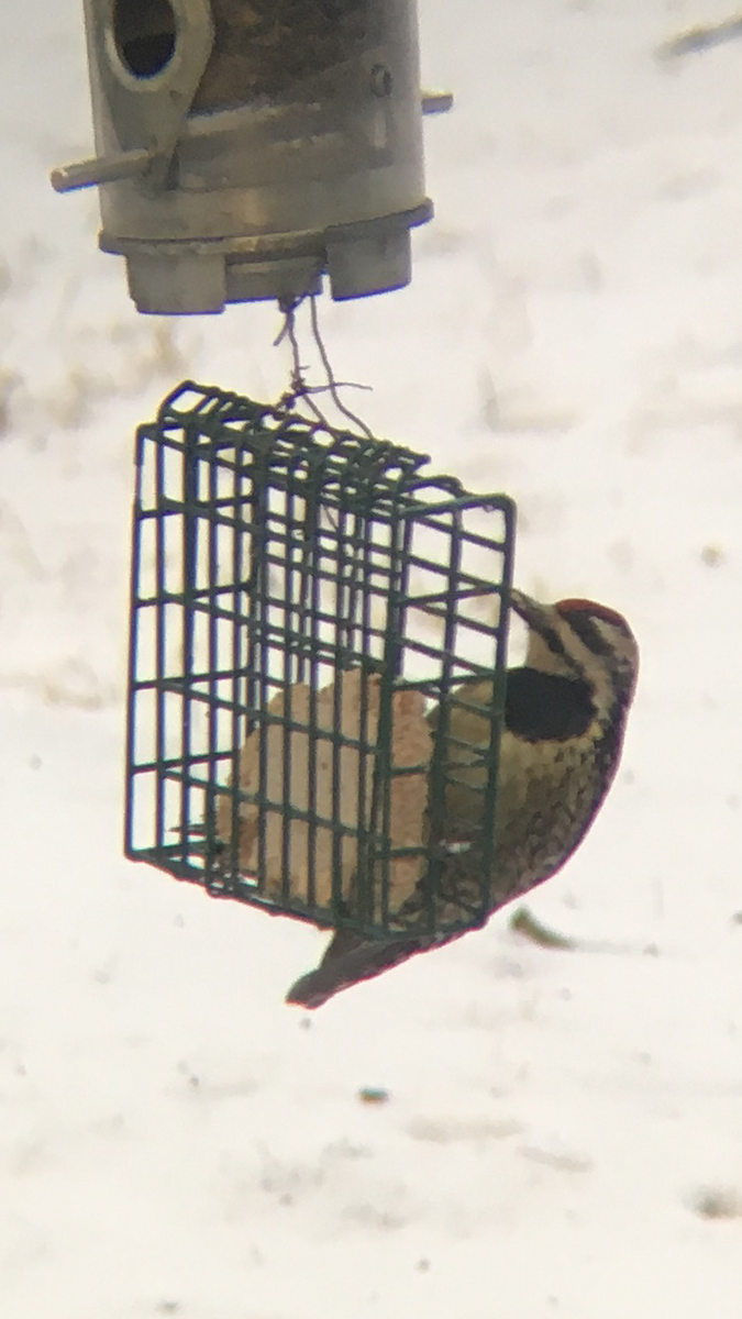 Yellow-bellied Sapsucker - ML46739481