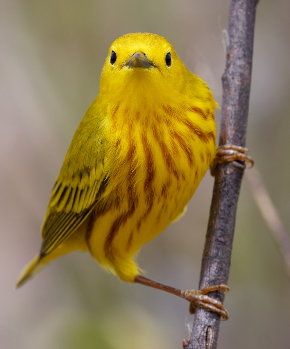 Yellow Warbler - Paul Bielefeldt