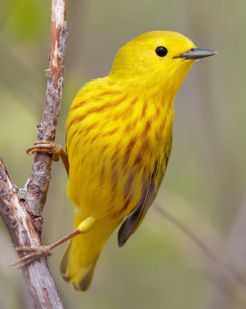 Yellow Warbler - ML467395301