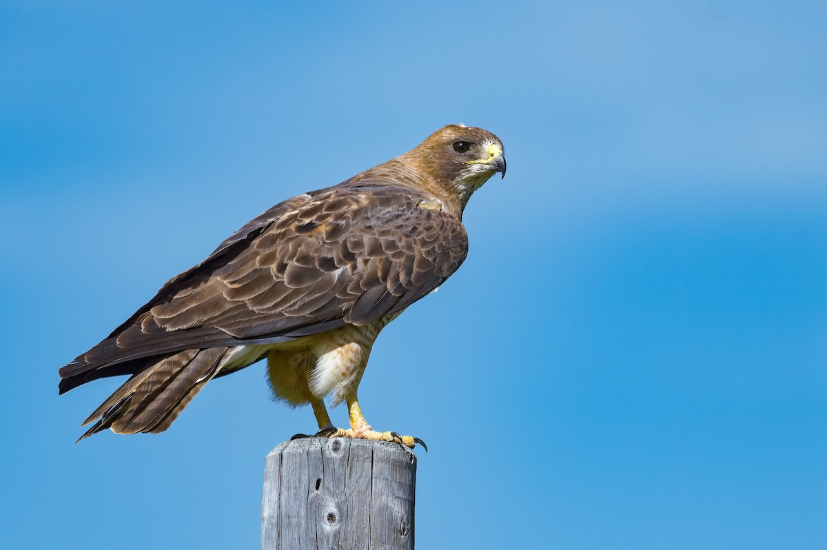 Swainson's Hawk - ML467395611