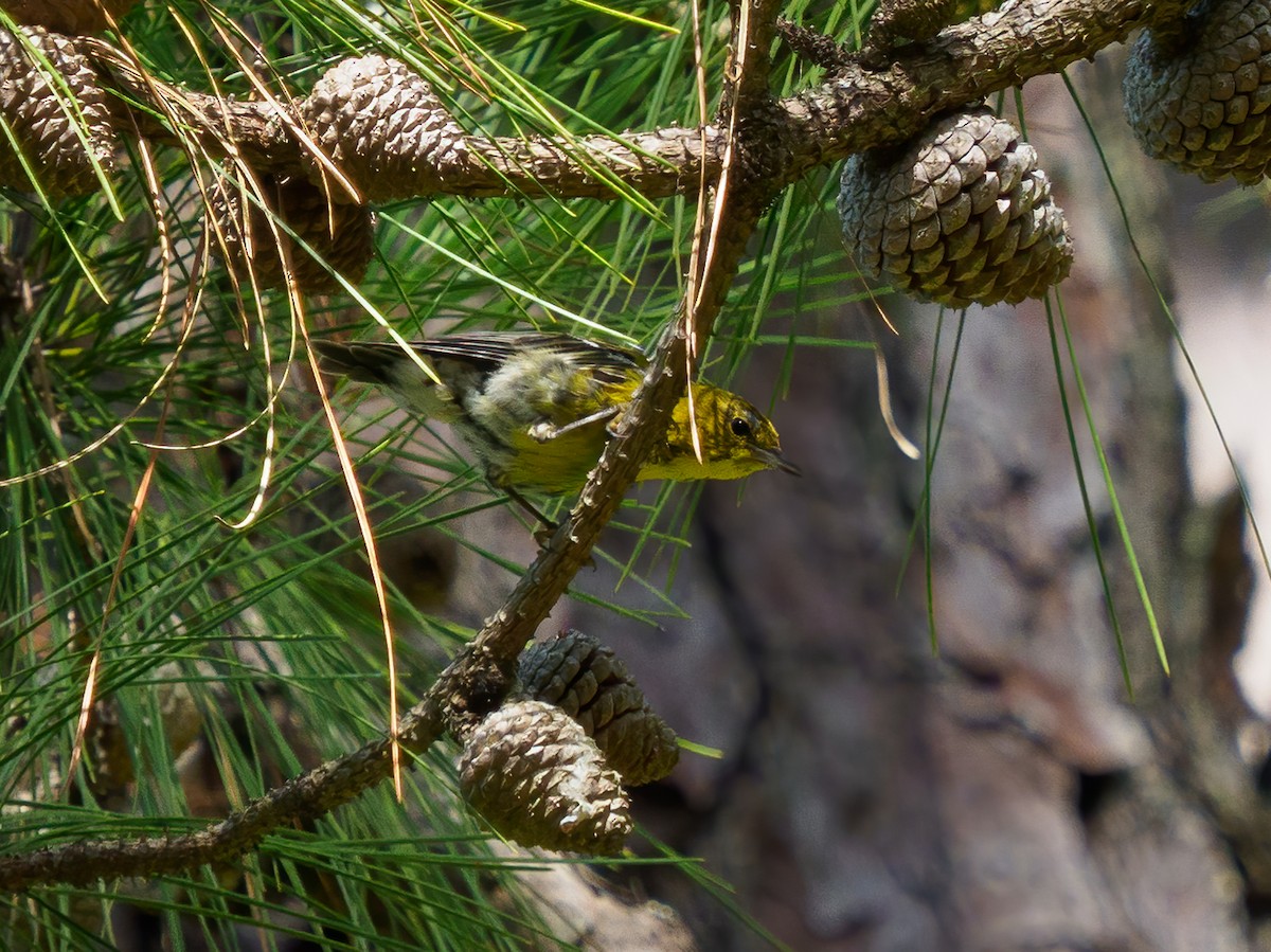 Pine Warbler - Michele Kelly