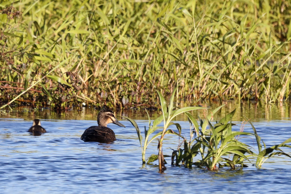 Pacific Black Duck - ML467399151