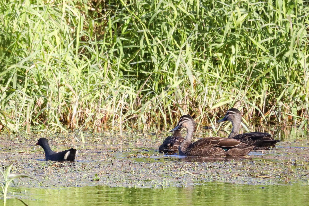 Pacific Black Duck - Richard and Margaret Alcorn