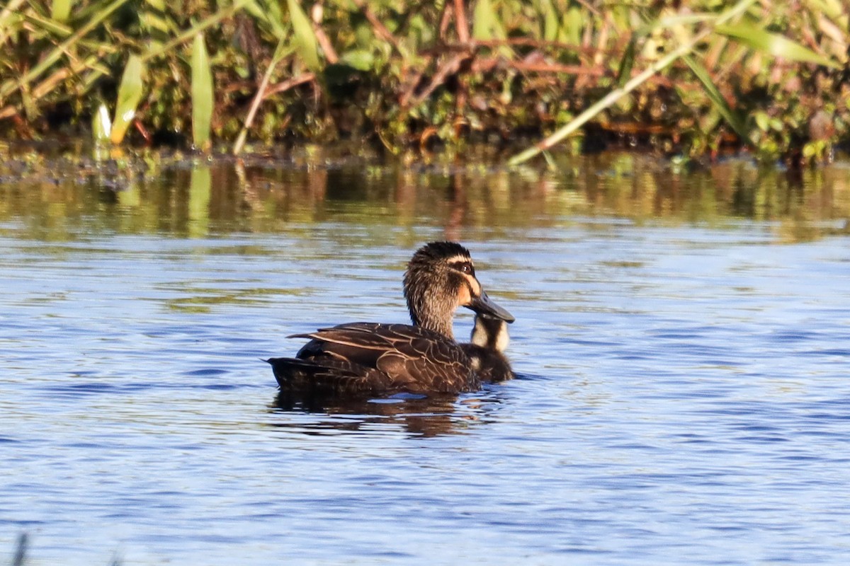 Pacific Black Duck - ML467399171