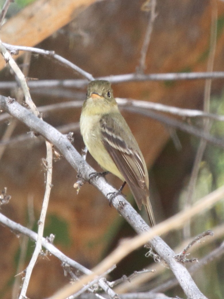 Western Flycatcher (Pacific-slope) - ML467399661