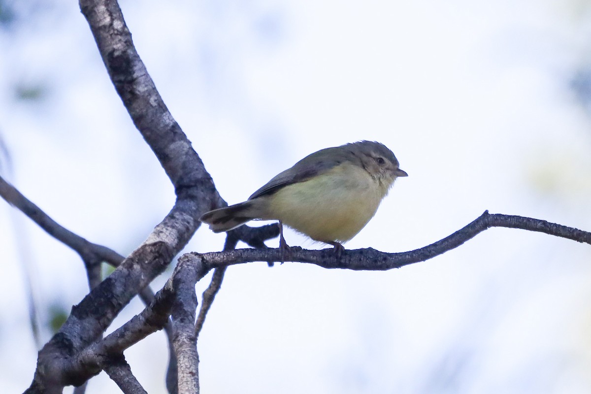 Weebill - ML467399761