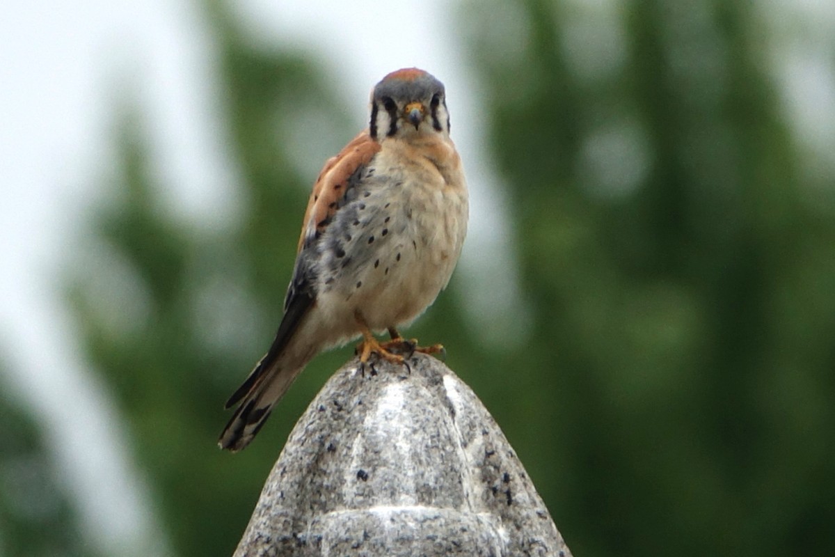 American Kestrel - ML467401701