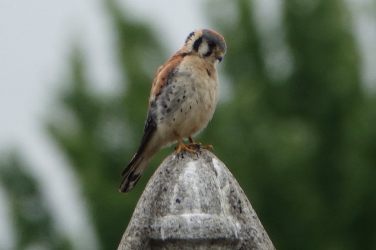 American Kestrel - ML467401711