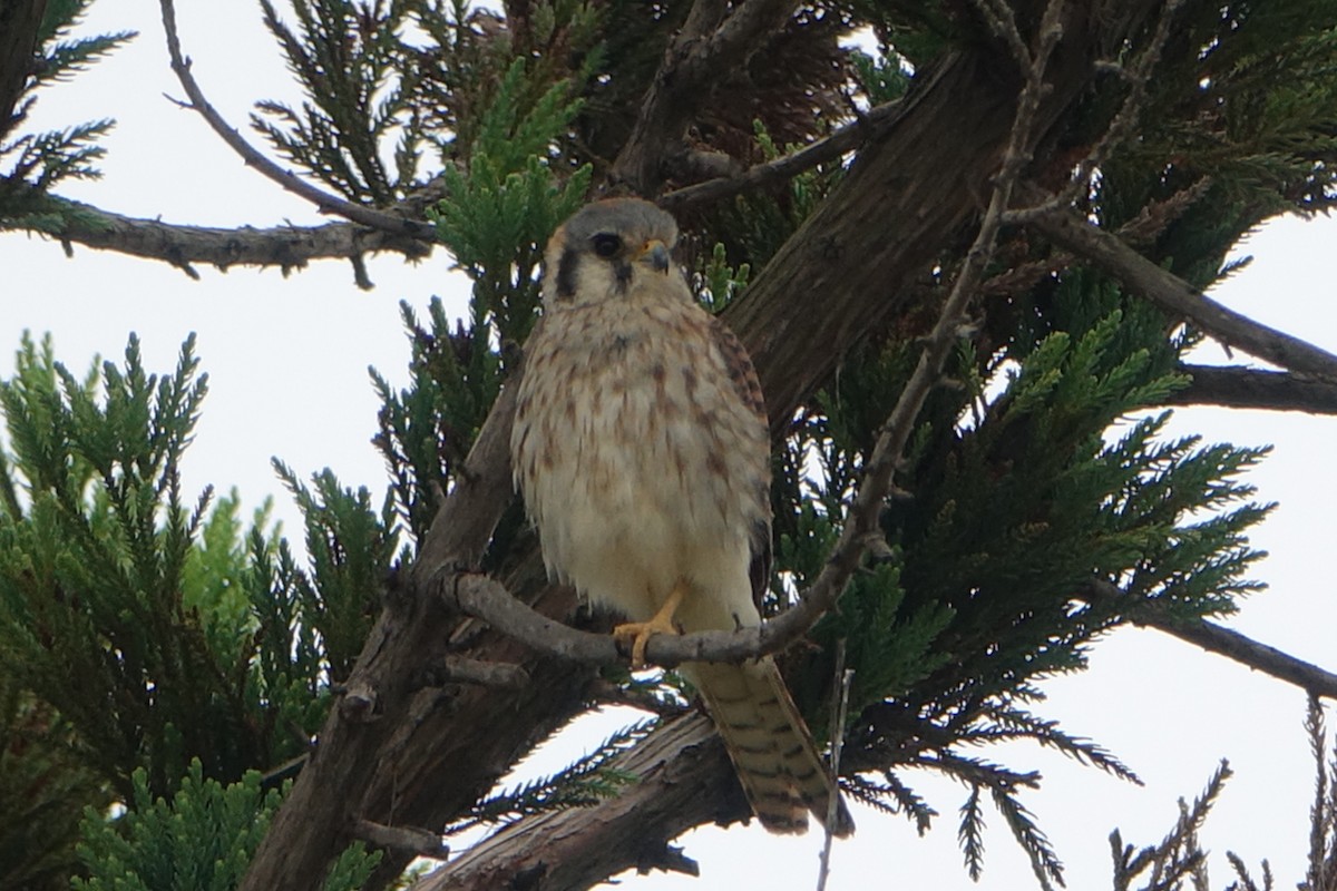 American Kestrel - ML467401721