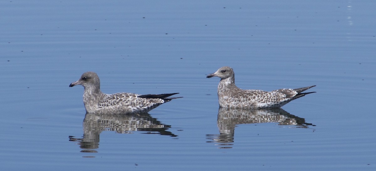 California Gull - ML467401961