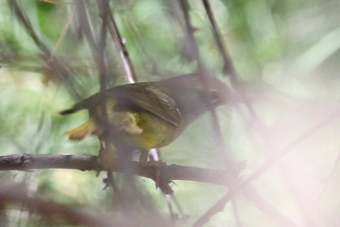 MacGillivray's Warbler - ML467402081