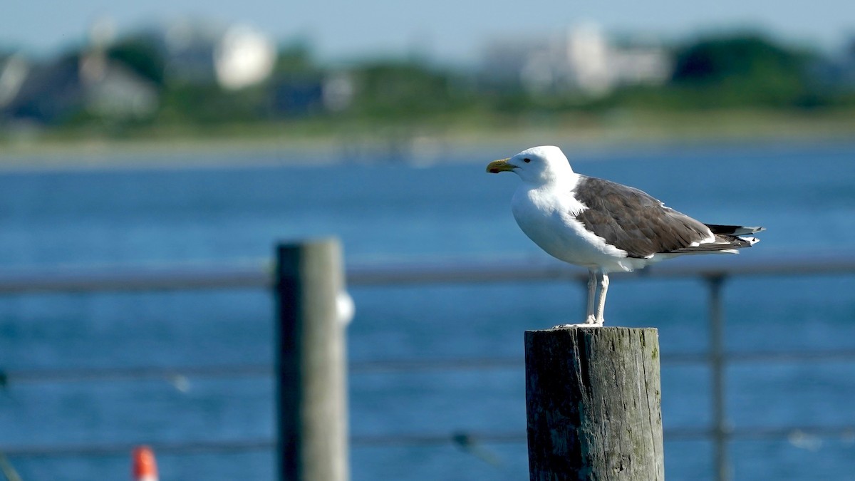 Great Black-backed Gull - ML467403231