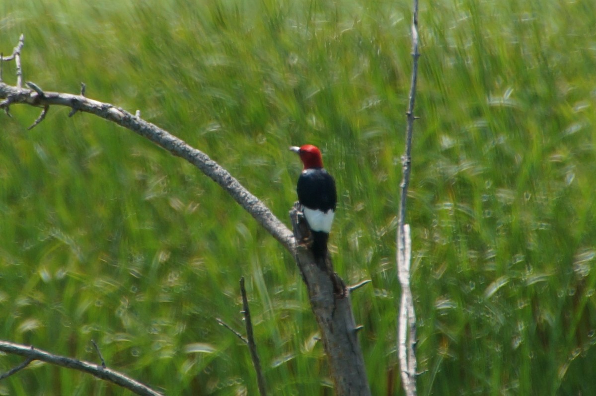 Red-headed Woodpecker - ML467403261