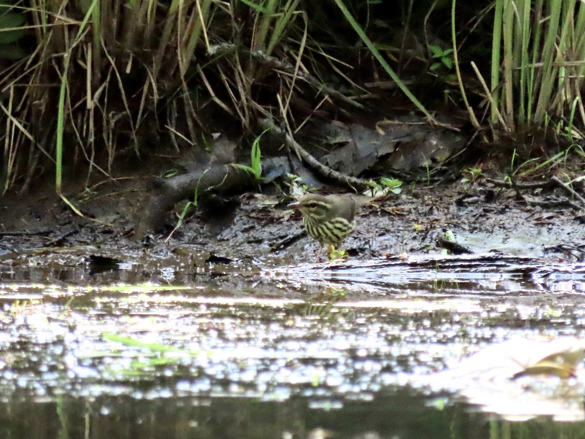 Northern Waterthrush - ML467403391