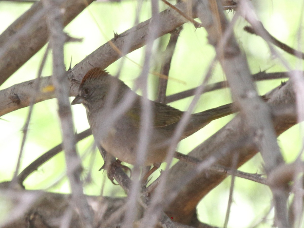 Green-tailed Towhee - ML467403431