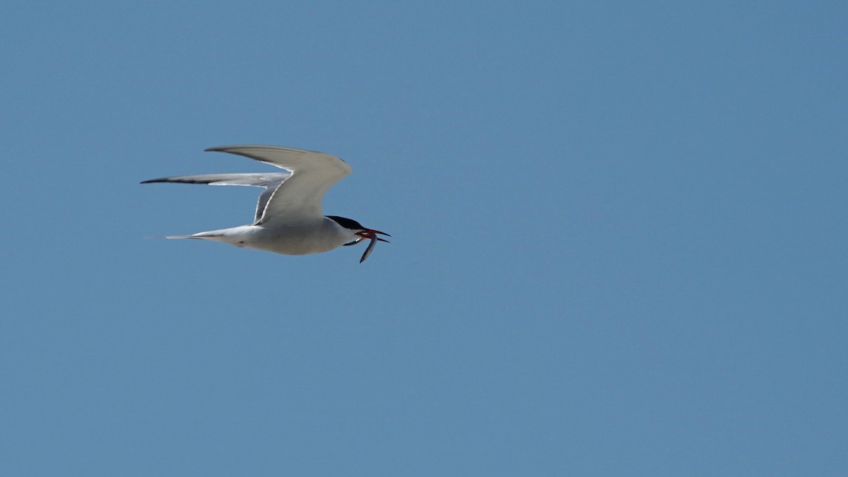 Common Tern - Indira Thirkannad