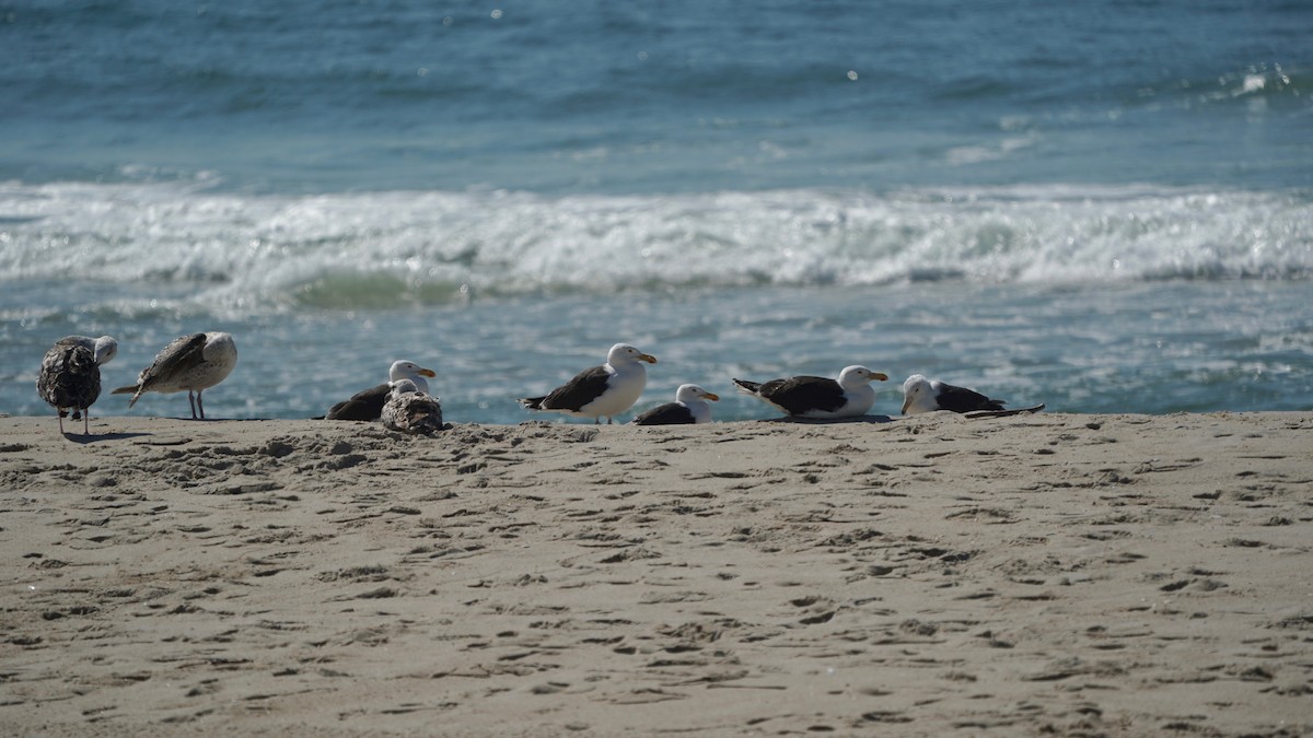 Great Black-backed Gull - ML467404341