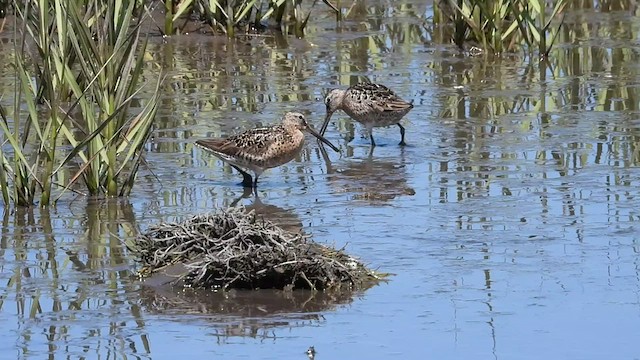 kortnebbekkasinsnipe (griseus) - ML467404711