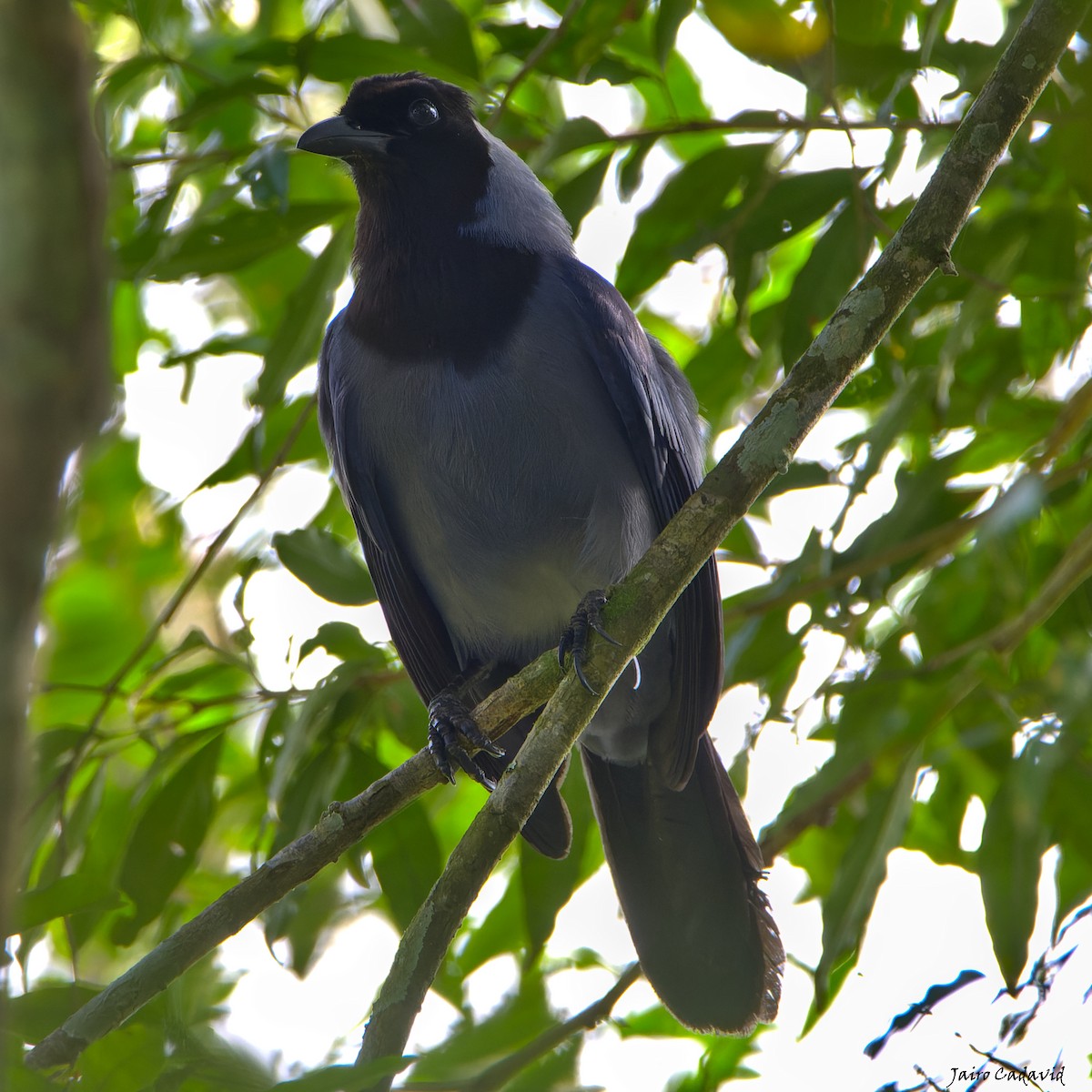 Violaceous Jay - ML467406391