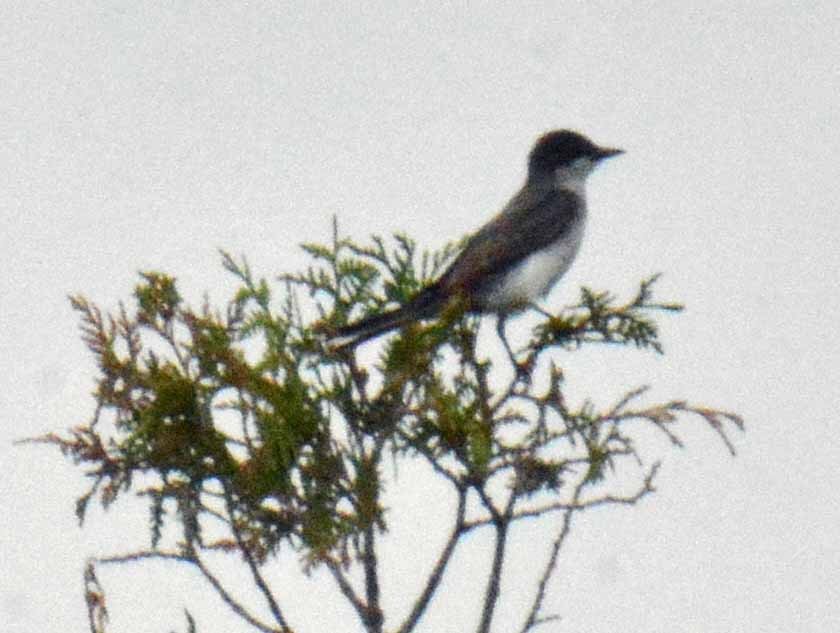 Eastern Kingbird - ML467406631