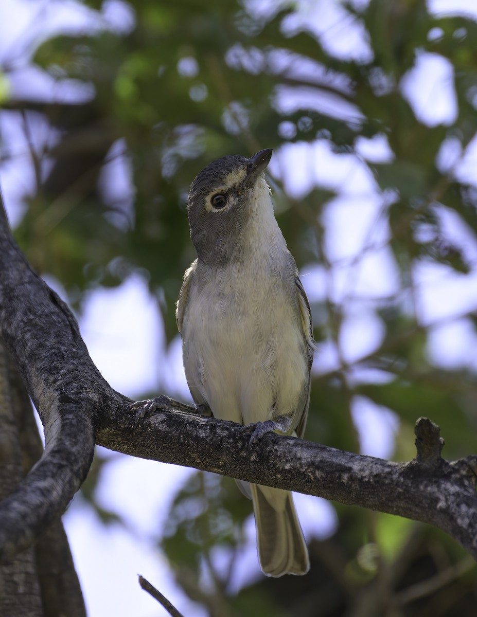 Plumbeous Vireo - ML467407681