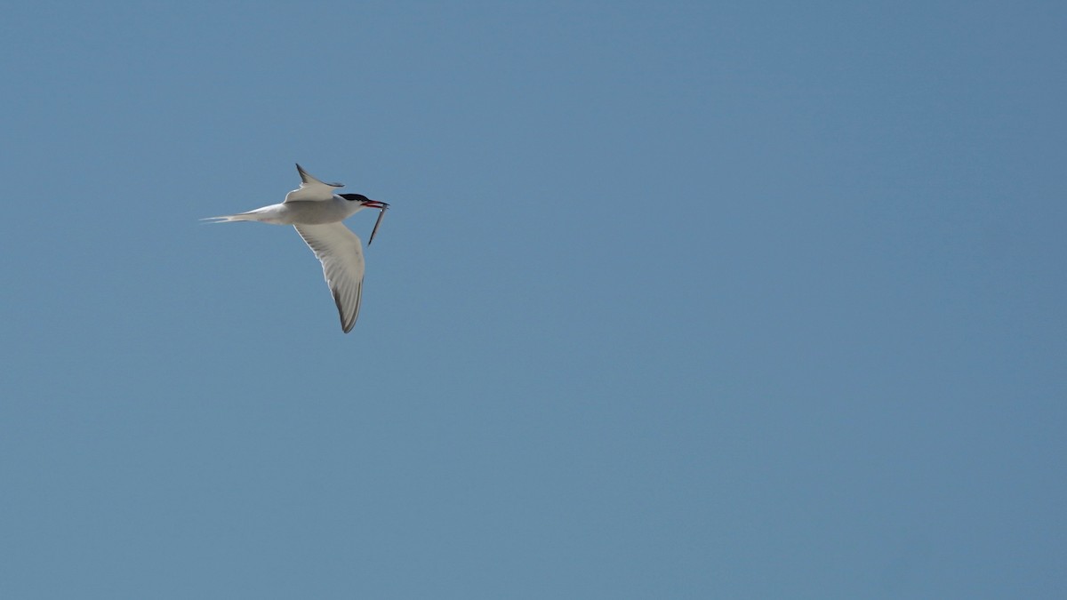 Common Tern - Indira Thirkannad