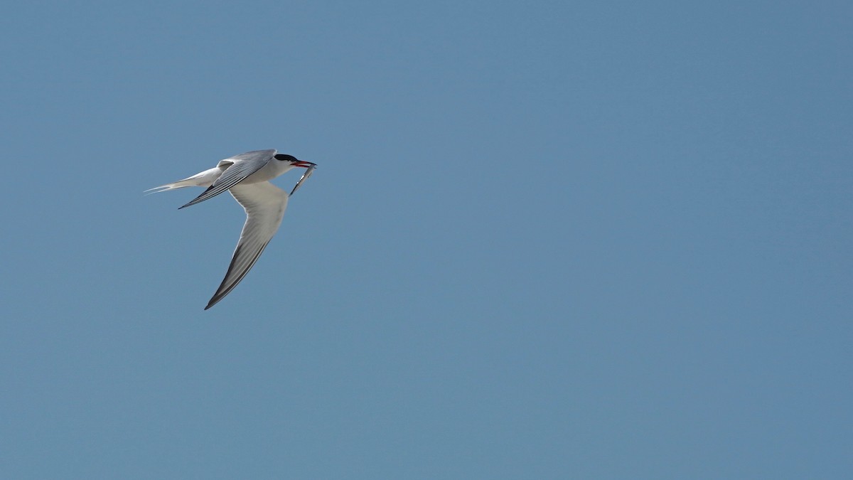 Common Tern - Indira Thirkannad