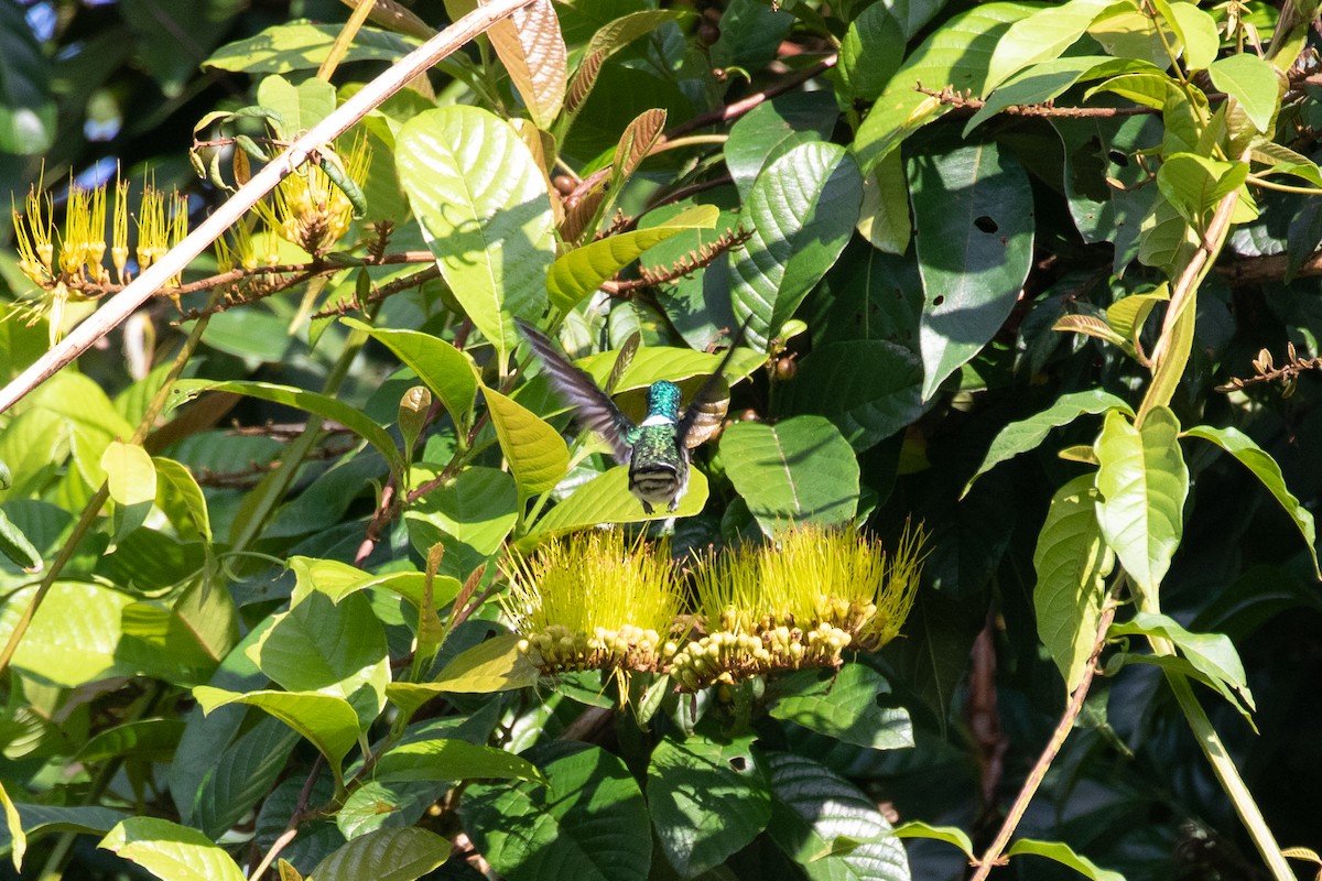 White-necked Jacobin - ML467409061