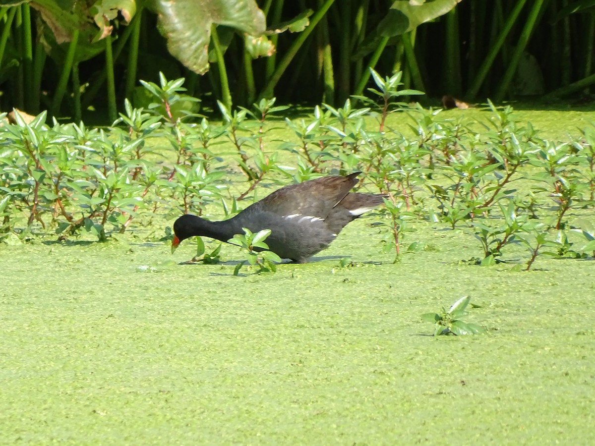 Common Gallinule - ML467409441