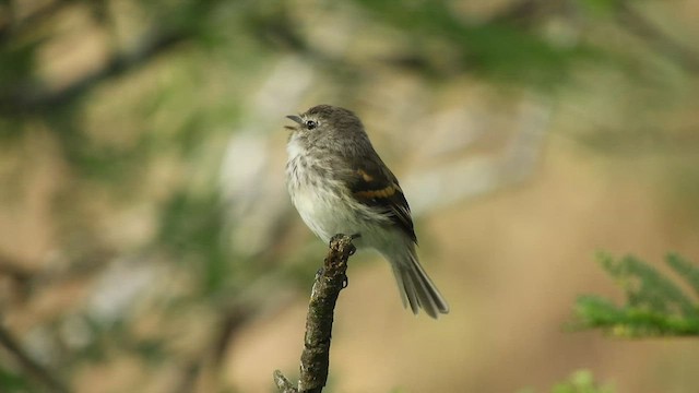 Mouse-gray Flycatcher - ML467409491