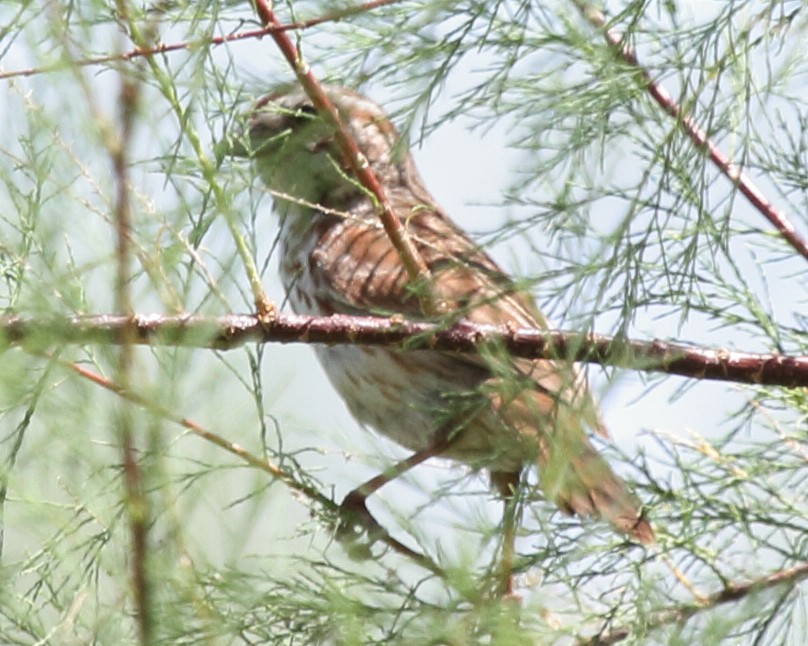 Song Sparrow - ML467409601