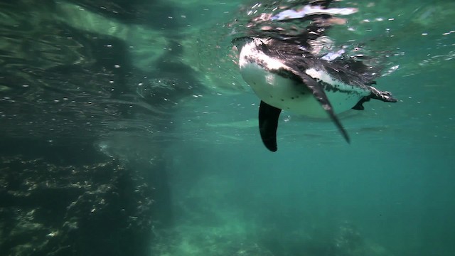 Галапагосский пингвин - ML467410