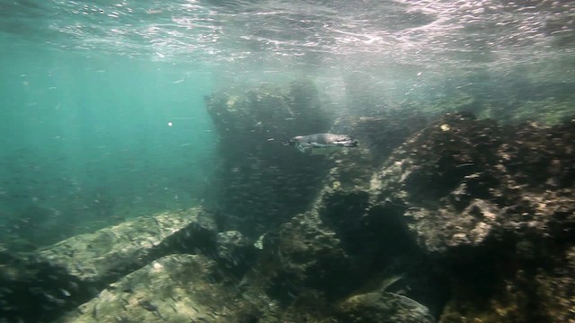 Galápagospinguin - ML467412