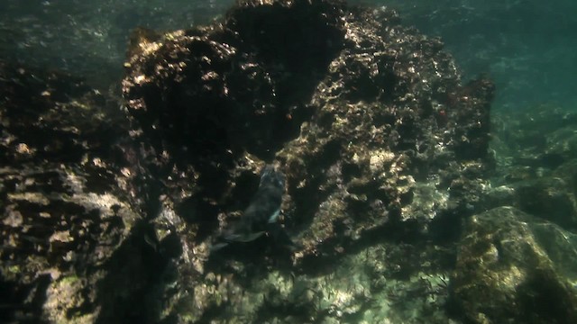 Galápagospinguin - ML467413