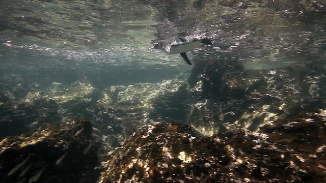 Galápagospinguin - ML467414