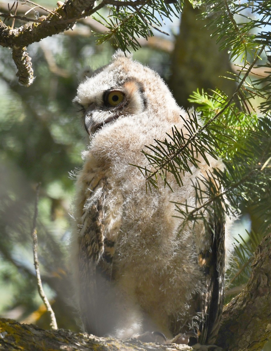 Great Horned Owl - ML467414121