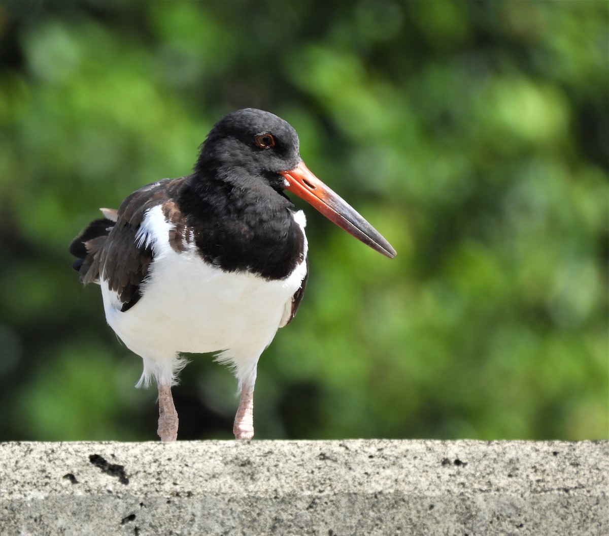 American Oystercatcher - ML467414561