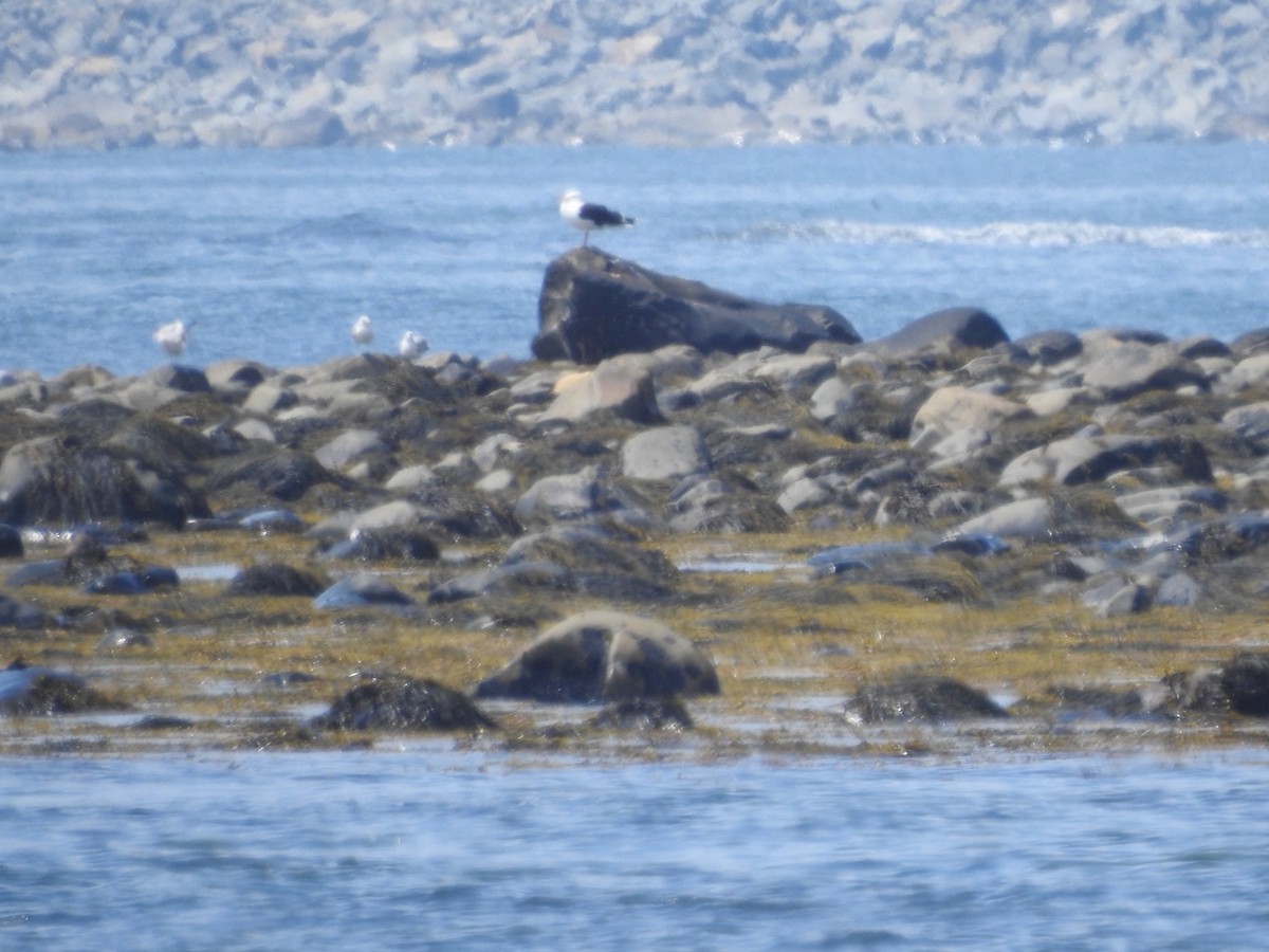 Great Black-backed Gull - ML467414891